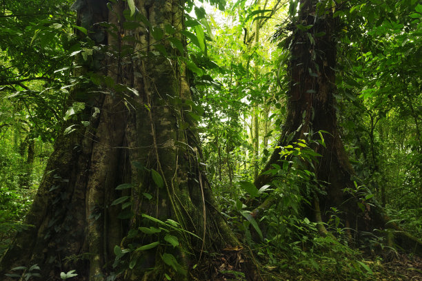 中美洲的森林景观，有树木，土路，苔藓和蕨类植物图片下载