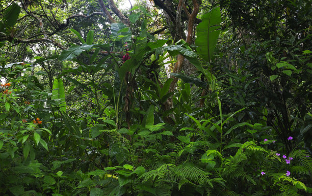 中美洲的森林景观，有树木，土路，苔藓和蕨类植物图片下载