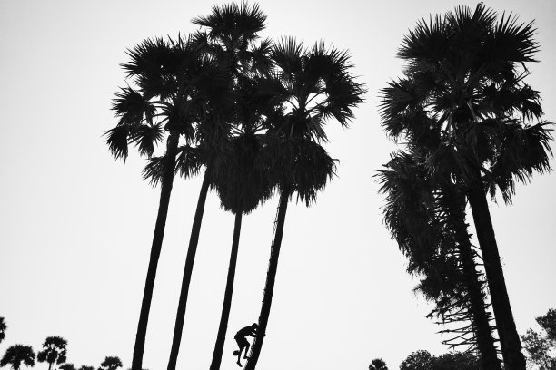 攀登棕榈树图片下载