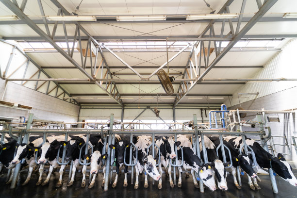 农村奶牛场的谷仓。机库牛奶产量。图片下载