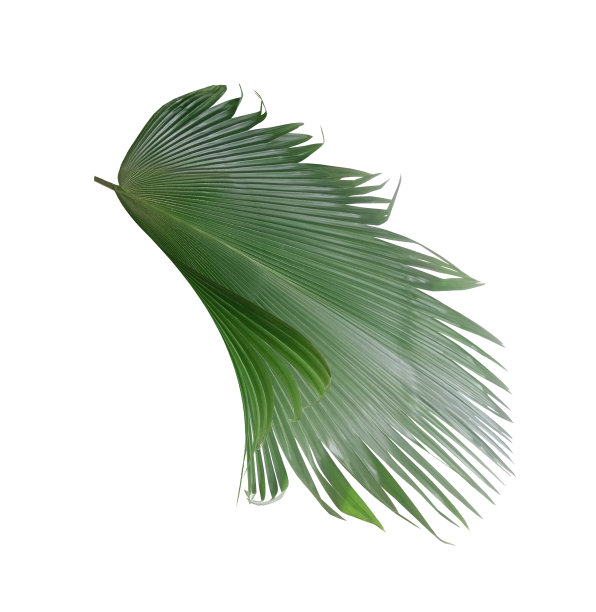 白色背景下的绿色棕榈叶图片下载