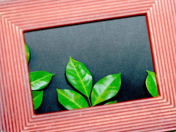 热带自然绿叶在彩色背景上的画框图片下载