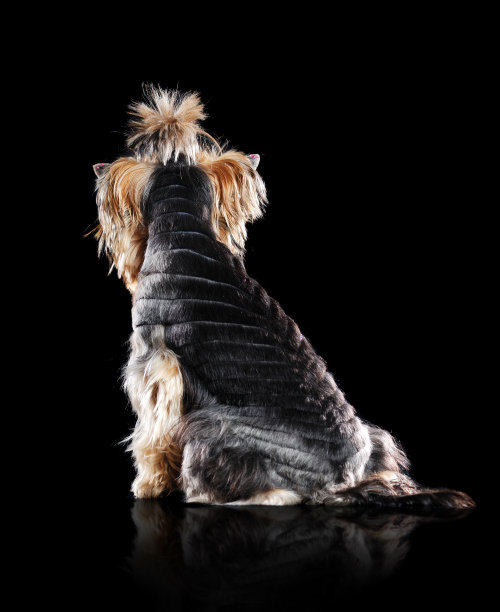 从一只坐着的约克郡犬的背后看，梳理后隔离在黑色上图片下载