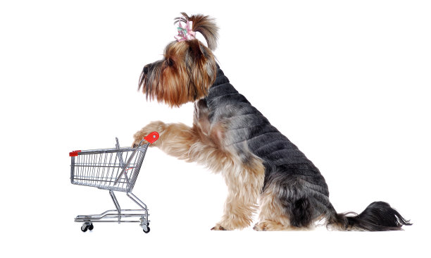 坐着的约克郡梗孤立的白色抱迷你购物车图片下载