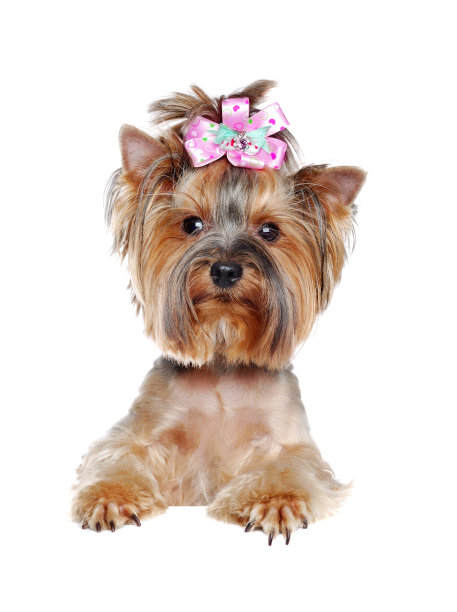 一只约克夏犬的特写照片，用爪子抓着一块白板图片下载