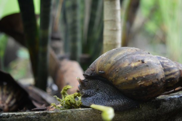 可爱的蜗牛图片下载