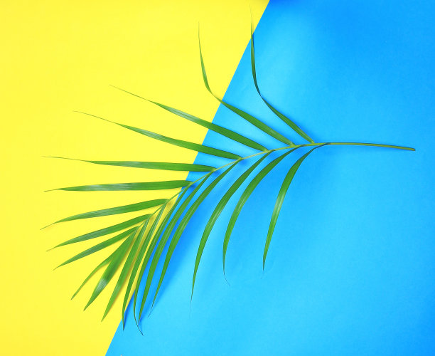 热带自然的绿色棕榈叶在彩色的背景图片下载