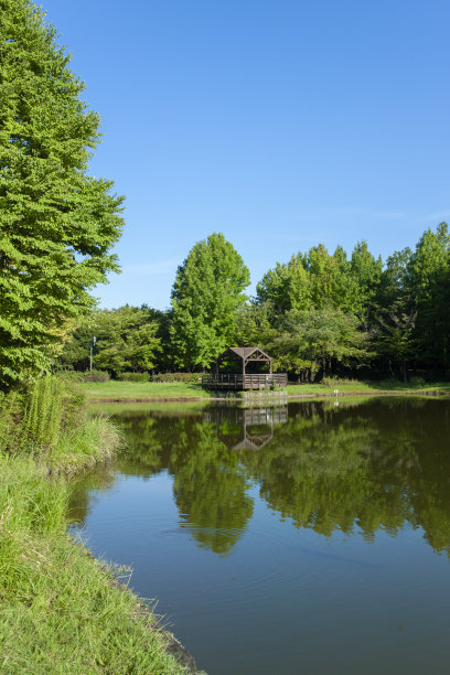 森林湖图片下载
