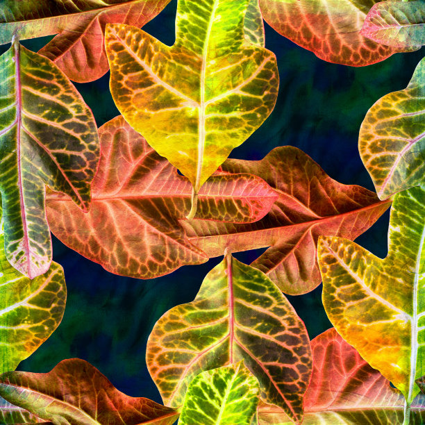 树叶上的水彩背景，装饰组成与植物元素。巴豆。无缝模式。Ecoprint。使用印刷产品，标牌，海报，明信片，包装。图片下载