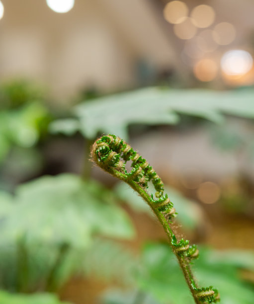 蕨类植物芽特写图片下载