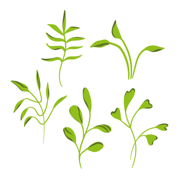 艺术的花卉极简设定孤立的分支图片下载