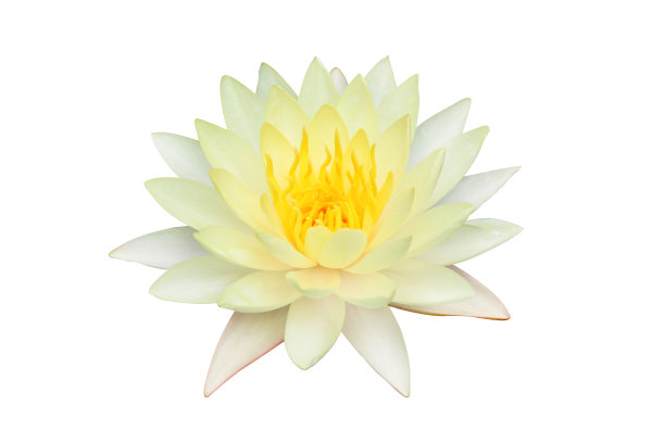 黄色的睡莲图片下载