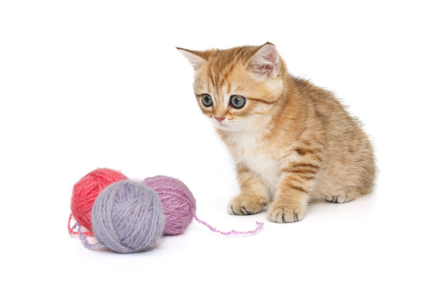 红色苏格兰小猫和五颜六色的毛线球图片下载
