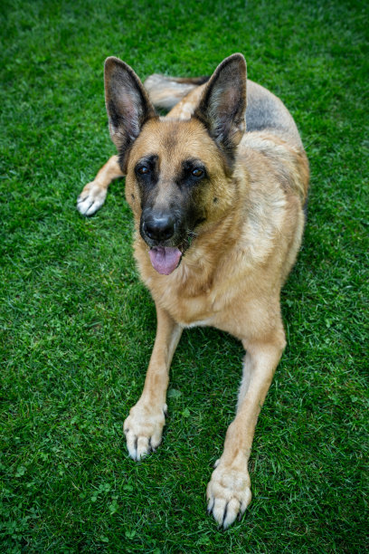 快乐的成年狗躺在家里花园的草地上图片下载