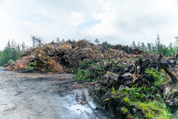 松树和云杉树砍伐后的废料在工厂里用于制备生物质，用于能源生产。野生森林里的伐木工院子。图片下载