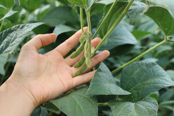 手握绿色豆荚的特写图片下载