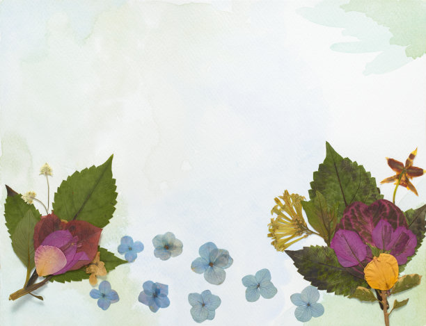 美丽的压和干草地花和叶子在水彩背景上柔和的绿色。压花卡片模型的生日，婚礼或活动邀请图片下载