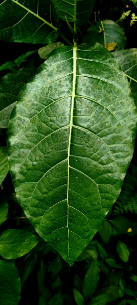 短柄蔓属是短柄蔓科鸽子科开花植物的一个属图片下载