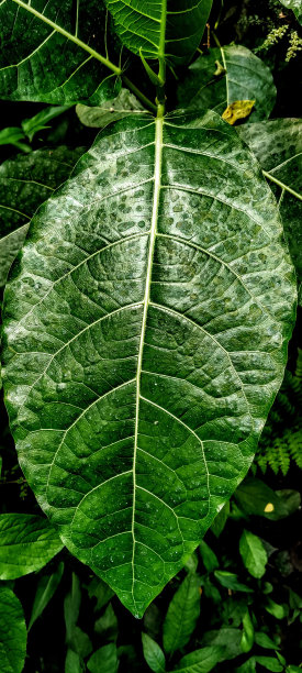 短柄蔓属是短柄蔓科鸽子科开花植物的一个属图片下载