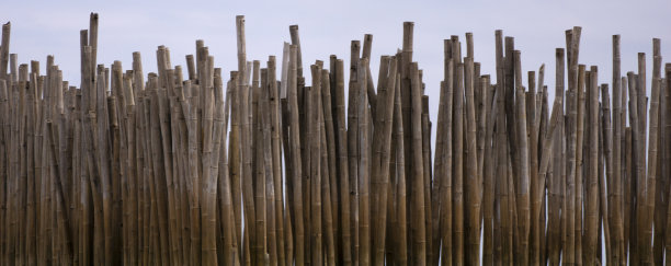 竹海防御和本地香料储备帮助重新生长红树林泰国亚洲图片下载