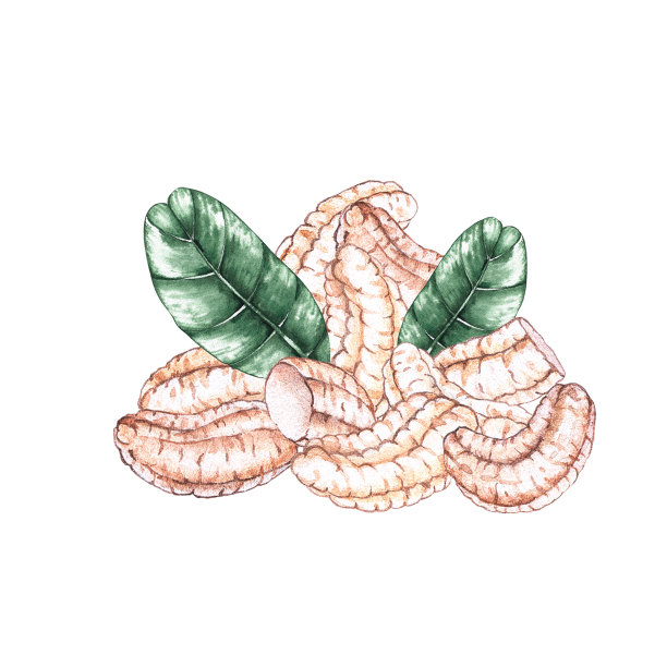 水彩腰果图片下载