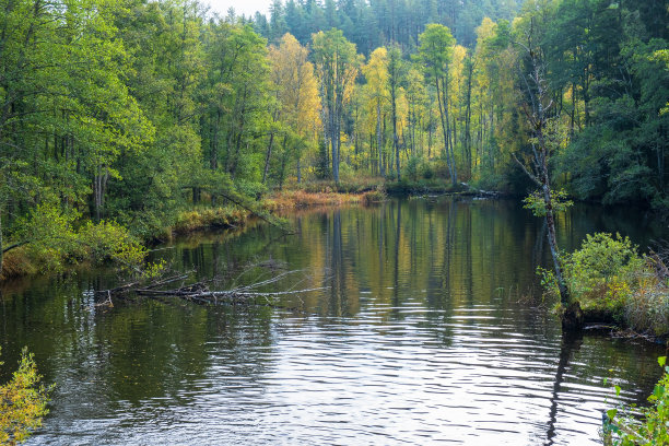 秋色的河流在落叶林中图片下载