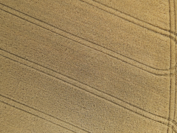 从上面看夏天成熟的麦田图片下载