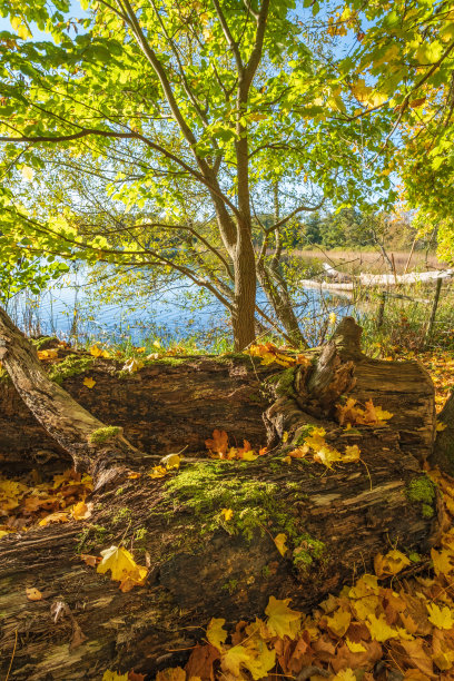 秋天森林里湖边的一棵倒下的树图片下载