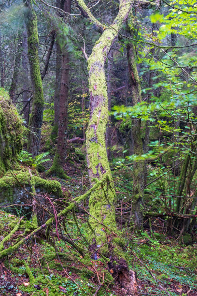 老林地里靠树干的树图片下载
