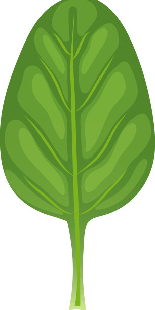 菠菜叶绿卡通图片下载