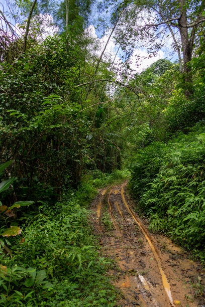 丛林泥泞的道路图片下载