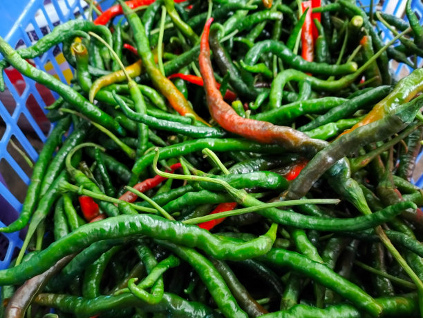 绿辣椒图片下载