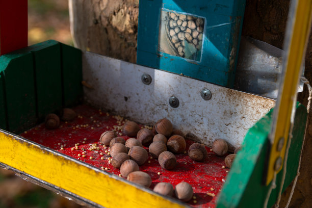 五颜六色的松鼠喂食器由金属和木材制成。喂食器挂在公园里的一棵树上。喂食器里有榛子，是给住在公园里的松鼠吃的。特写照片图片下载