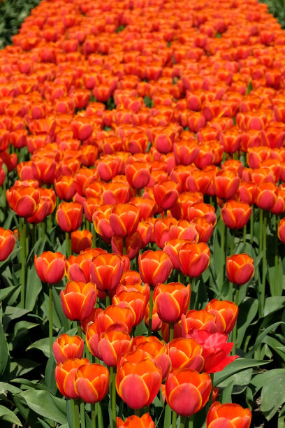 荷兰的暑假:广阔的田野里盛开着各种颜色的郁金香——红的、黄的、有图案的等等。图片下载