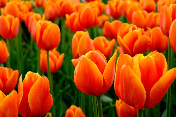 荷兰的暑假:广阔的田野里盛开着各种颜色的郁金香——红的、黄的、有图案的等等。图片下载