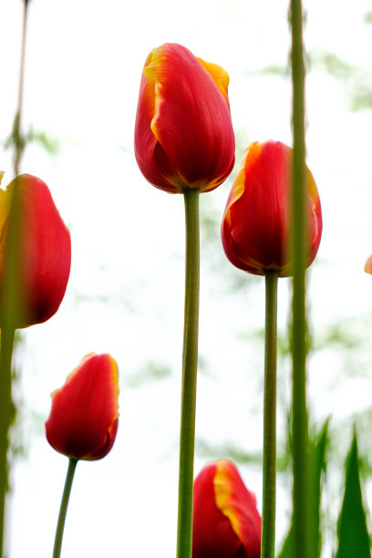 荷兰的暑假:广阔的田野里盛开着各种颜色的郁金香——红的、黄的、有图案的等等。图片下载