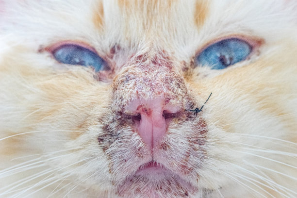 天疱疮-自体免疫疾病在一个神圣的伯曼猫图片下载