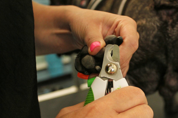 美容师的女人给法国斗牛犬剪指甲。抛光爪子，修剪，修剪，修指甲的宠物概念图片下载