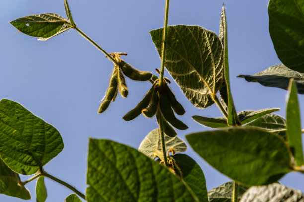 大豆园里的豆荚，蓝天背景，特写。大豆植物。大豆豆荚。大豆田图片下载