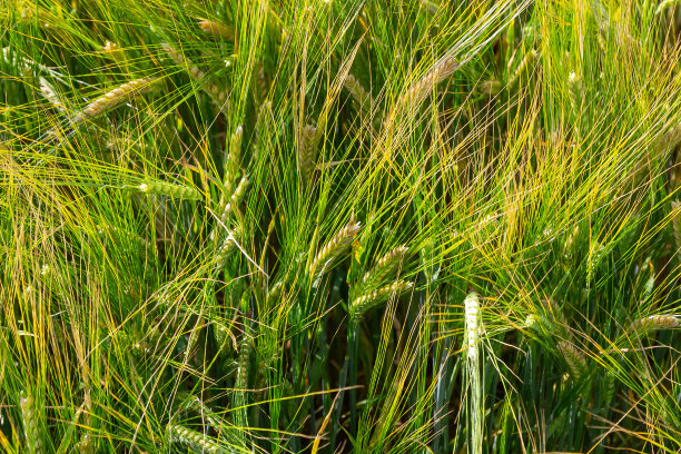 初夏的小麦在微风中吹拂。传统的绿色小麦作物独特的自然照片。年轻的小麦植株生长在土壤中图片下载