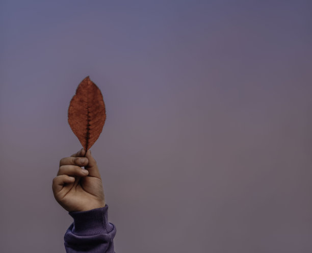 在一个温暖的秋日里，一个孩子的手拿着公园里的红叶。孩子们在户外，秋天和家人一起远足图片下载