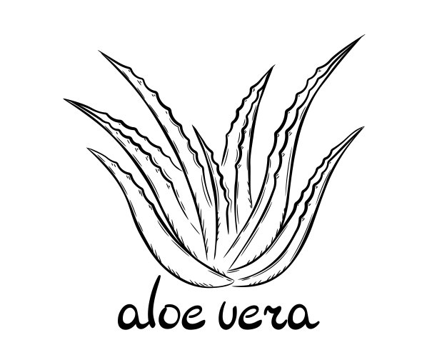 植物芦荟和铭文图片下载