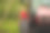 挪威的苹果树种植园，夏天，孩子们在检查苹果图片下载