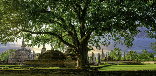 日落的素可泰寺和大榕树图片下载