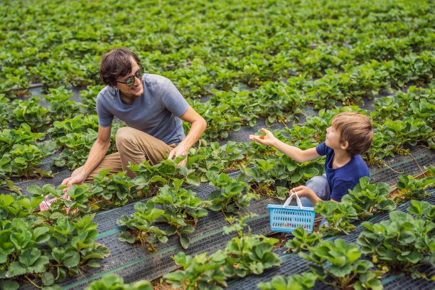 夏天，父亲和蹒跚学步的儿子在有机草莓农场采摘浆果图片下载