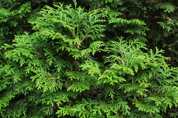 树的绿色树枝。常绿中国柏树退针叶林。金钟柏杜松枝图片下载