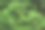 树的绿色树枝。常绿中国柏树退针叶林。金钟柏杜松枝图片下载