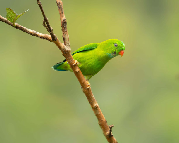 春吊鹦鹉(春吊鹦鹉)图片下载