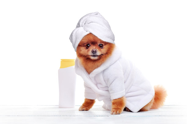 漂亮的斯皮兹穿着白色浴袍，头上戴着头巾图片下载