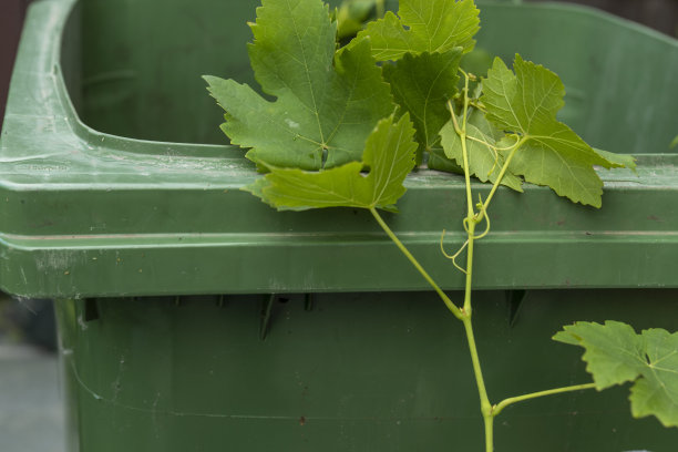 后花园的堆肥箱准备修剪葡萄藤图片下载